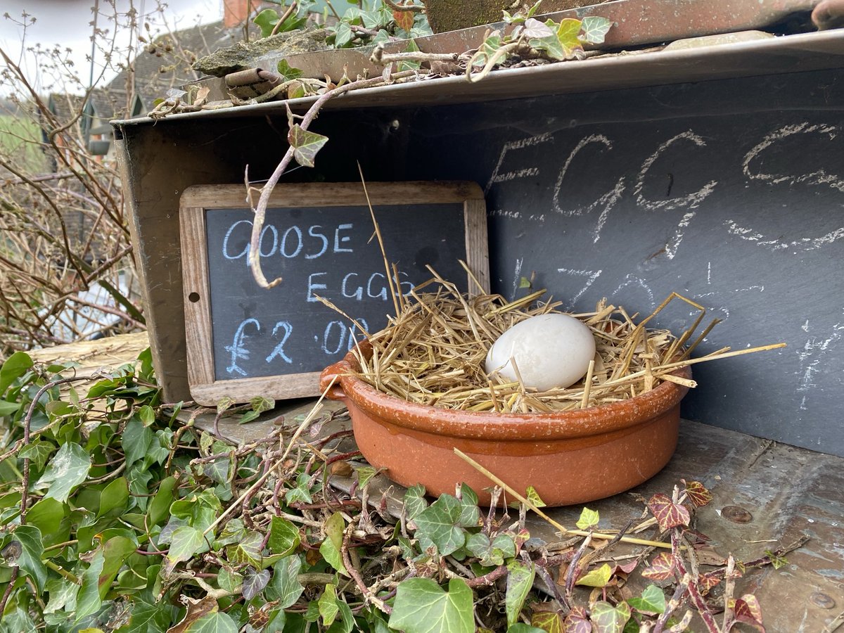 Goose eggs. #lifeinthecountry #gooseeggs #tisbury #wiltshire