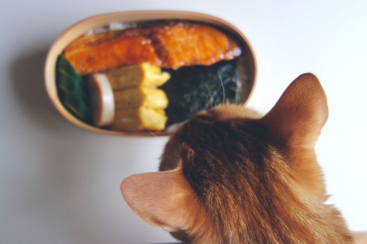 好きな写真🍱🐈