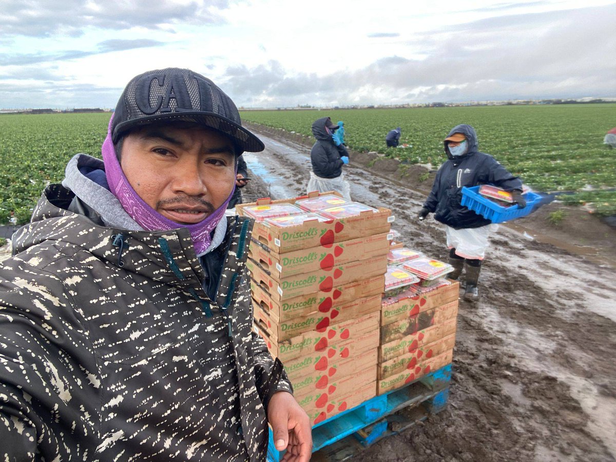 Amadeo shared some the work he and his coworkers have produced on this cold wet and muddy day in Oxnard CA. Farm workers use many types of rain gear including trash bags and sheets of plastic to protect themselves from getting wet on days like this.#WeFeedYou