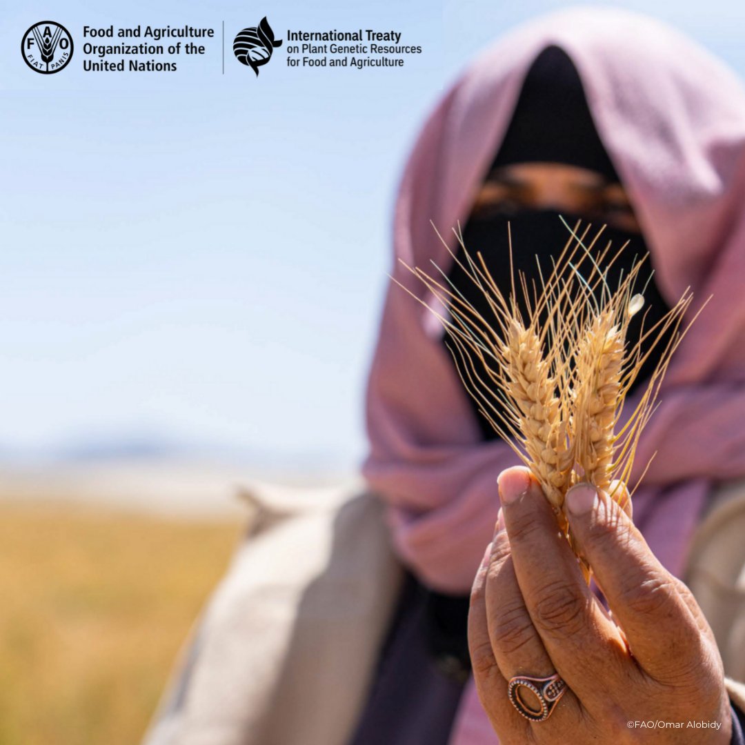 Wardah Mus’d Hasan, in #Yemen, through to the Intl @planttreaty’s Benefit-sharing Fund, now uses an improved #wheat variety that she received from the national #genebank. #ItAllStartsWithTheSeed🌱 #GB9 #farmers #BenefitSharing 
Via @fao