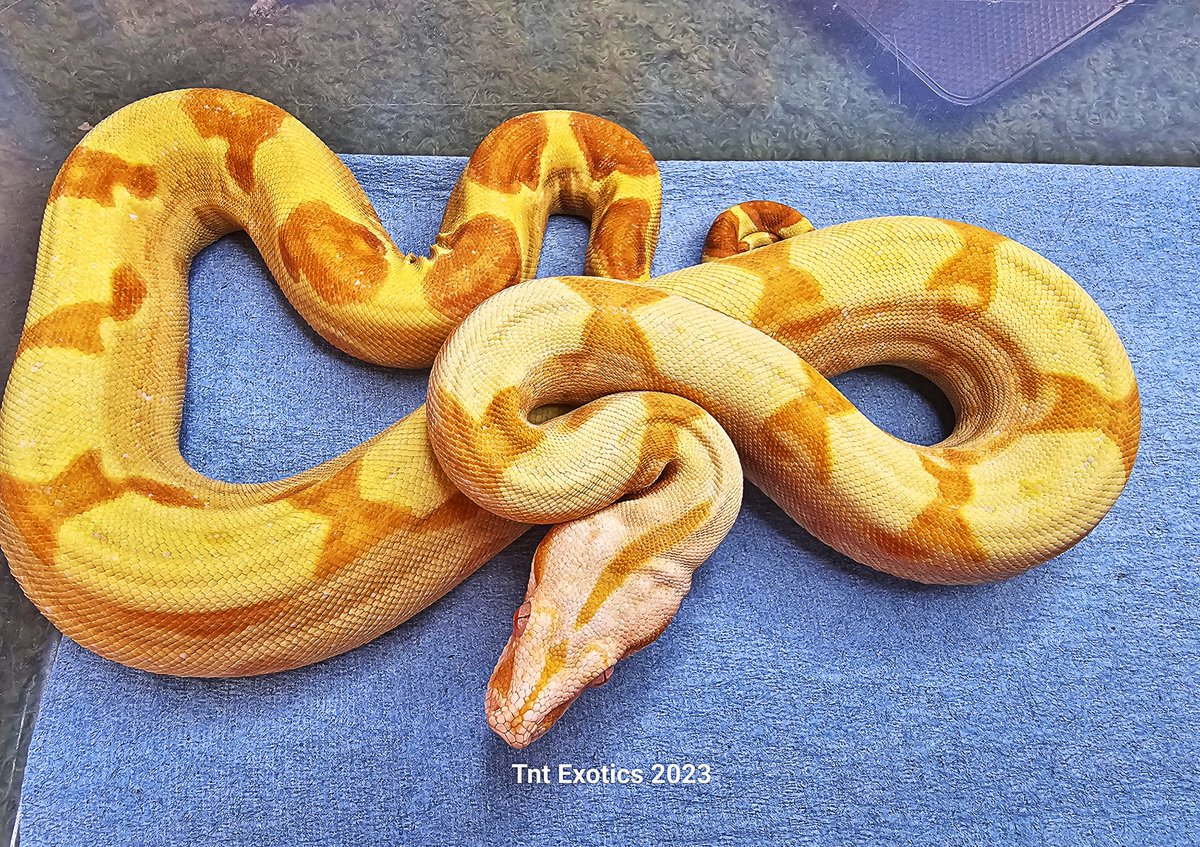 ExoticsTnt's tweet photo. Phoenix the day I got him (1st 2 Pictures compared to now. (Last 2 Pictures) 😁✌🏻❤️🩷💯%💪🏻🐍

1.0.0 Sharp Sunglow Marron Jungle

Name: Phoenix

Birthdate: 05‐15‐2021

Breeder: Dan Brown 

Bought From: Dan Brown 

Dam: Sharp Sunglow Motley Jungle

Sire:  Marron Het. Sharp Sunglow https://t.co/IMeNG9NfDs