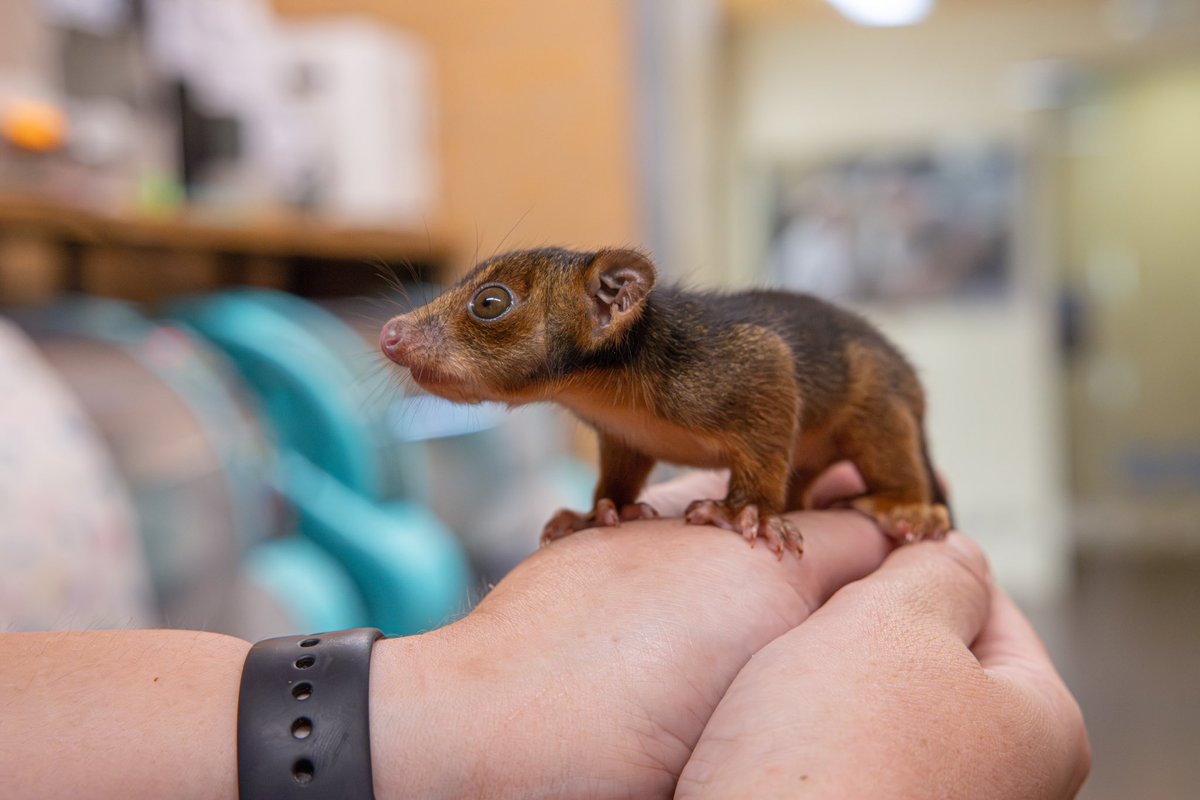 Welcome to the wildlife hospital, Bobby! 🥰 This sweet little ringtail possum was brought in as an orphan, and is already melting hearts! 🥺