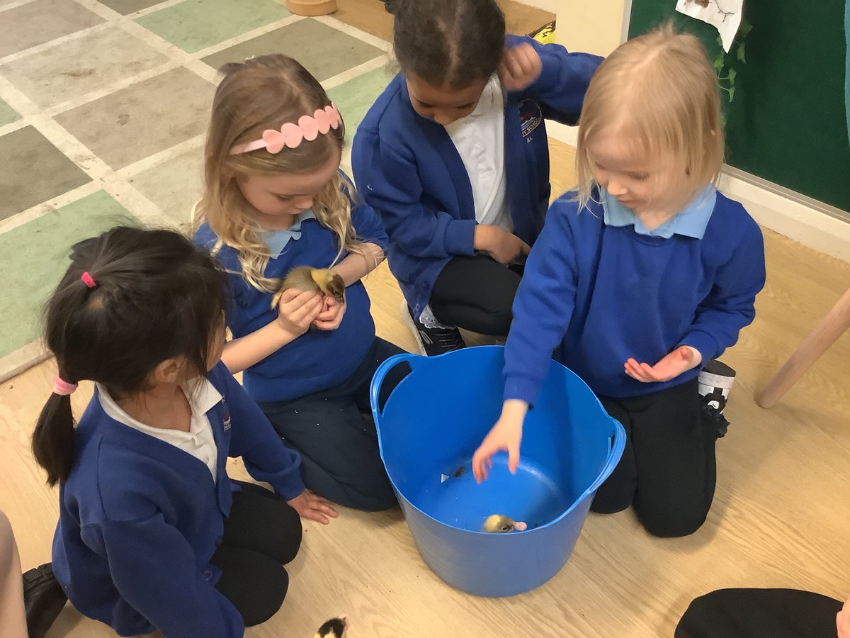 Our ducklings have enjoyed their first swim today. Reception have loved learning about ducklings and have been researching new facts #yarmearlyyears #yarmscience