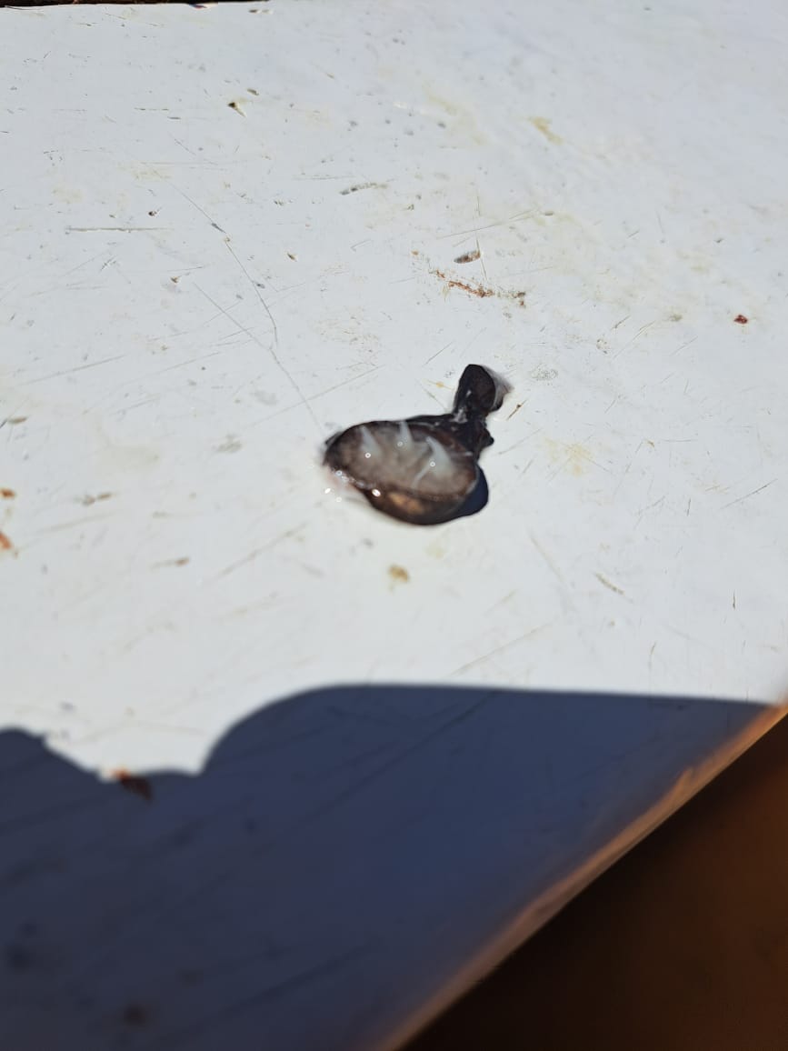 Esther Jacobs 🏴󠁧󠁢󠁳󠁣󠁴󠁿🇿🇦🦈 tweet media