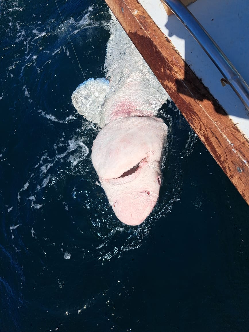 Esther Jacobs 🏴󠁧󠁢󠁳󠁣󠁴󠁿🇿🇦🦈 tweet media