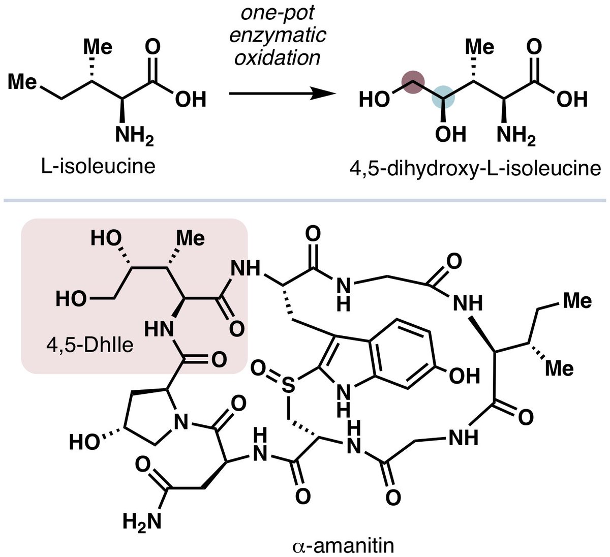 A quick little manuscript here where we developed a one-pot method to synthesize a key amino acid motif found in amanitin – chemrxiv.org/engage/chemrxi…