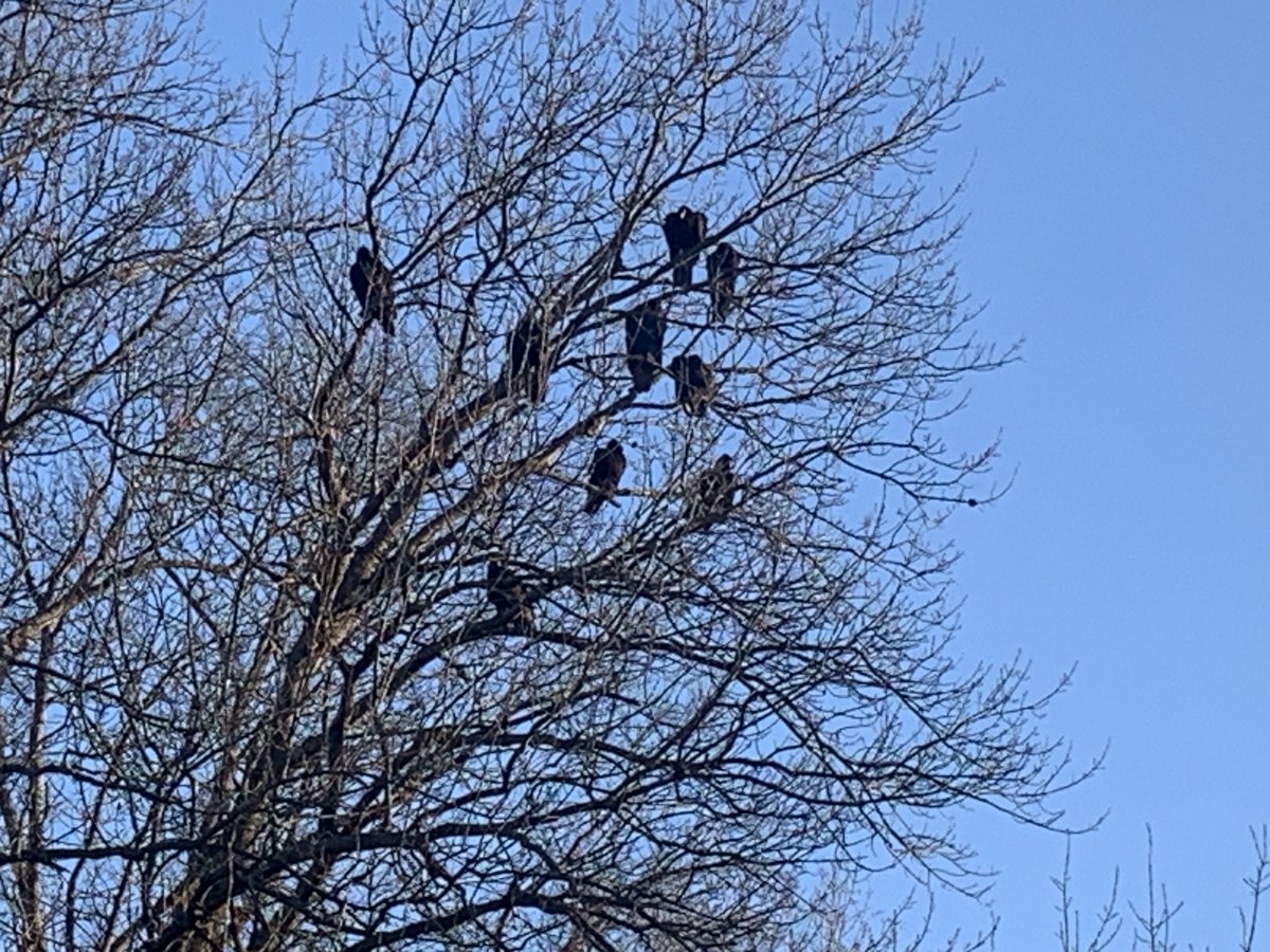 BradEBates's tweet photo. This is how Monday mornings tell you ‘today may not be a good day for you.’ Turkey vultures. https://t.co/VJXuZUQKPE