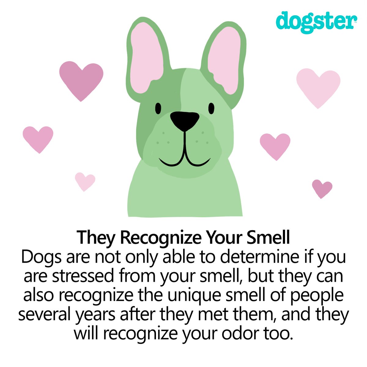 Vet-approved facts about your dog's sense of smell! 👩‍⚕️ Part Three!