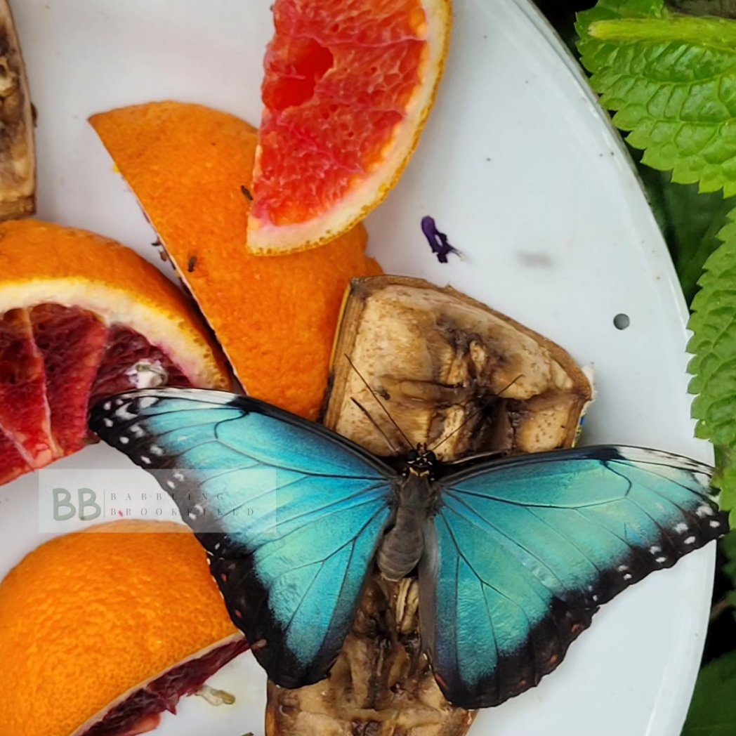 When your DSLR runs out of battery, but the colours need capturing.

Life has been so busy lately, but I have so many new ideas, coming soon! 💚💛

#babblingbrookfield #photography #photographer #blue #butterfly #bird #orange #colours #colourful #artist #art #smallshop #StayTuned