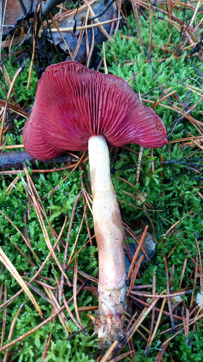 This mushroom is not spectacular when you see it from top. But if you turn it...the most beautiful gills of them all. #BlutblättrigerHautkopf #CortinariusSemisanguineus #RedGilledWebcap #Pilze #Mushroom #Fungi #MushroomMonday. Picture from october 30 th.