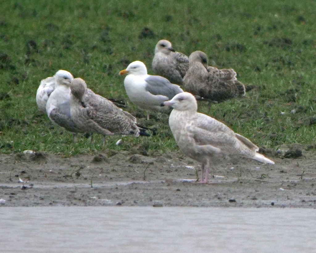 Glaucous Gull on the flash pool near the SAFC Academy @DurhamBirdClub