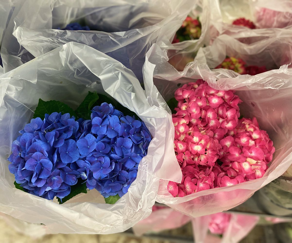 sofloco's tweet image. Potted Hydrangeas @sofloco