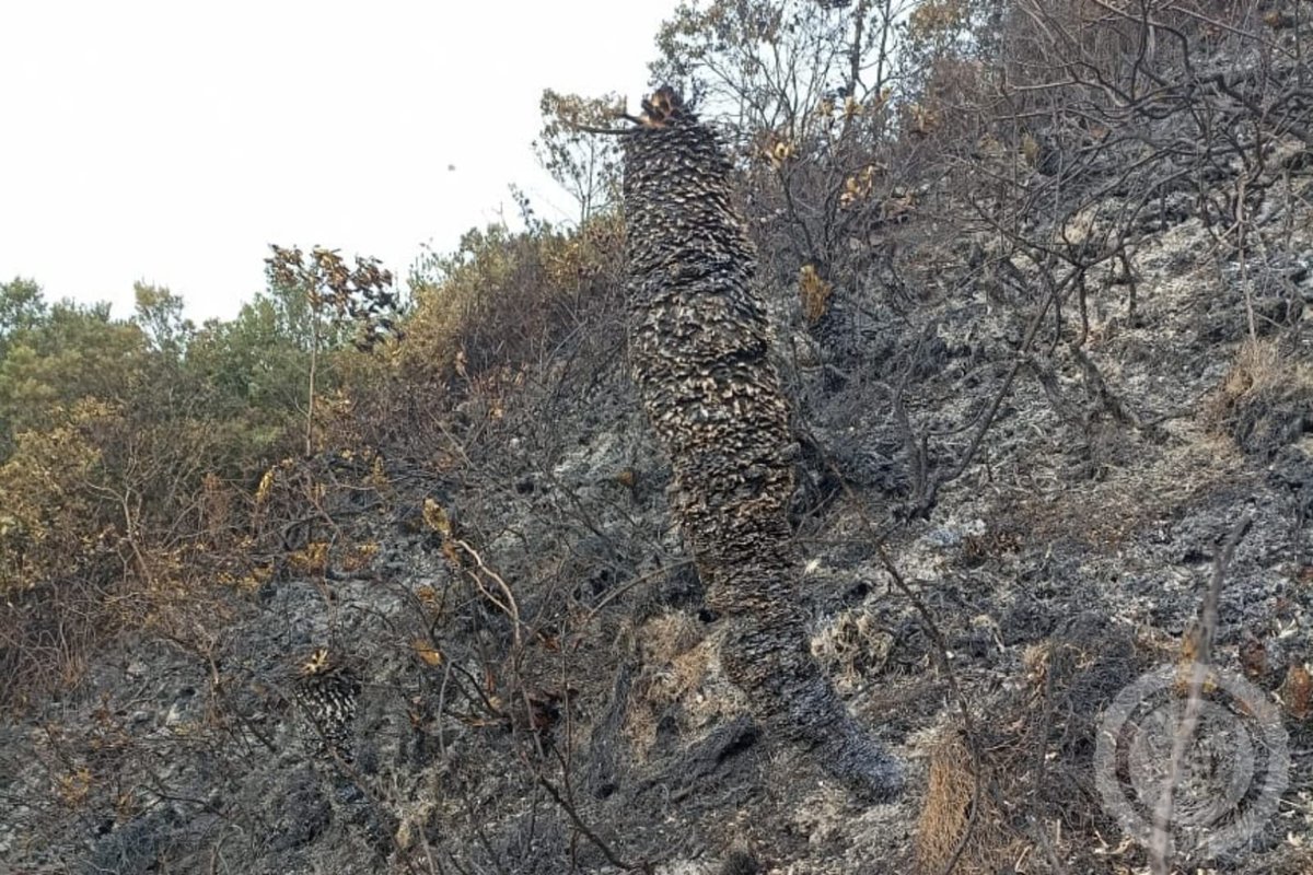 facetasdeboyaca's tweet image. 🚨 #ControlDeIncendio Desde el medio día de este domingo 10 de marzo, las unidades bomberiles y dos máquinas hicieron presencia y control de un fuerte incendio forestal que se presentó en montaña que limita con los municipios de Boyacá, Soracá y Tunja.