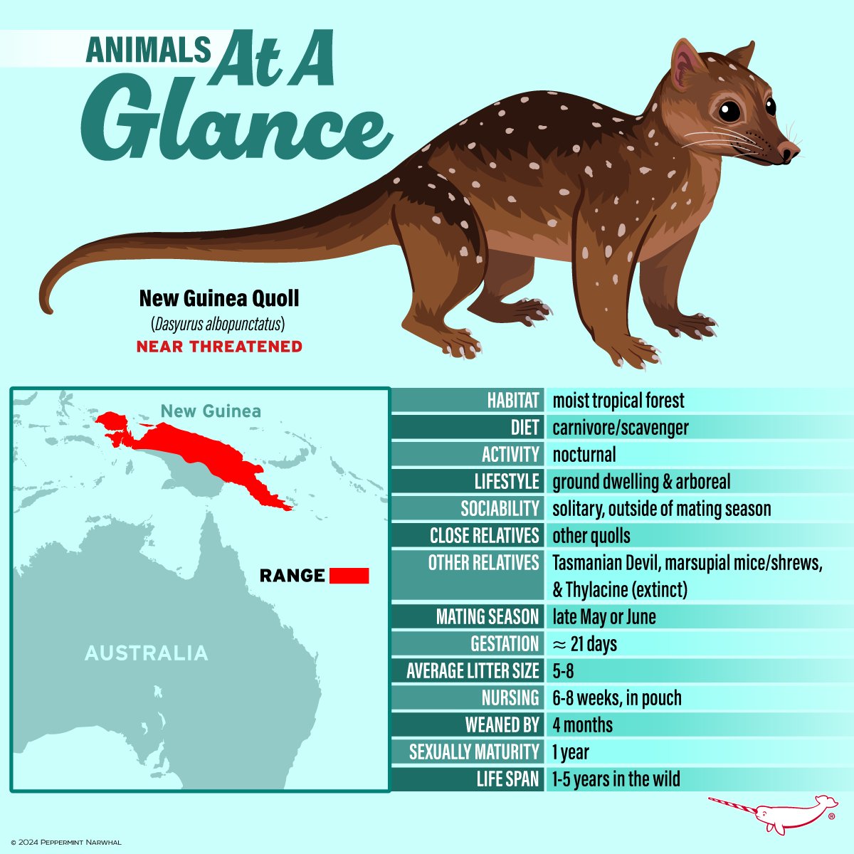 #AtAGlance #NewGuineaQuoll 

Shop #PeppermintNarwhal: peppermintnarwhal.com

#AnimalsAtAGlance #Quoll #Dasyurus #Animals #FastFacts