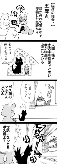 四コマ「祖父んちの隣人が多頭飼育崩壊した話76」

写真が五郎丸です。
マルさんが家に入る時、五郎丸にちゃんと仁義を切る(挨拶する)ようになったので、仲良くやってます。

#四コマ漫画 #猫 #御かぞくさま御いっこう 