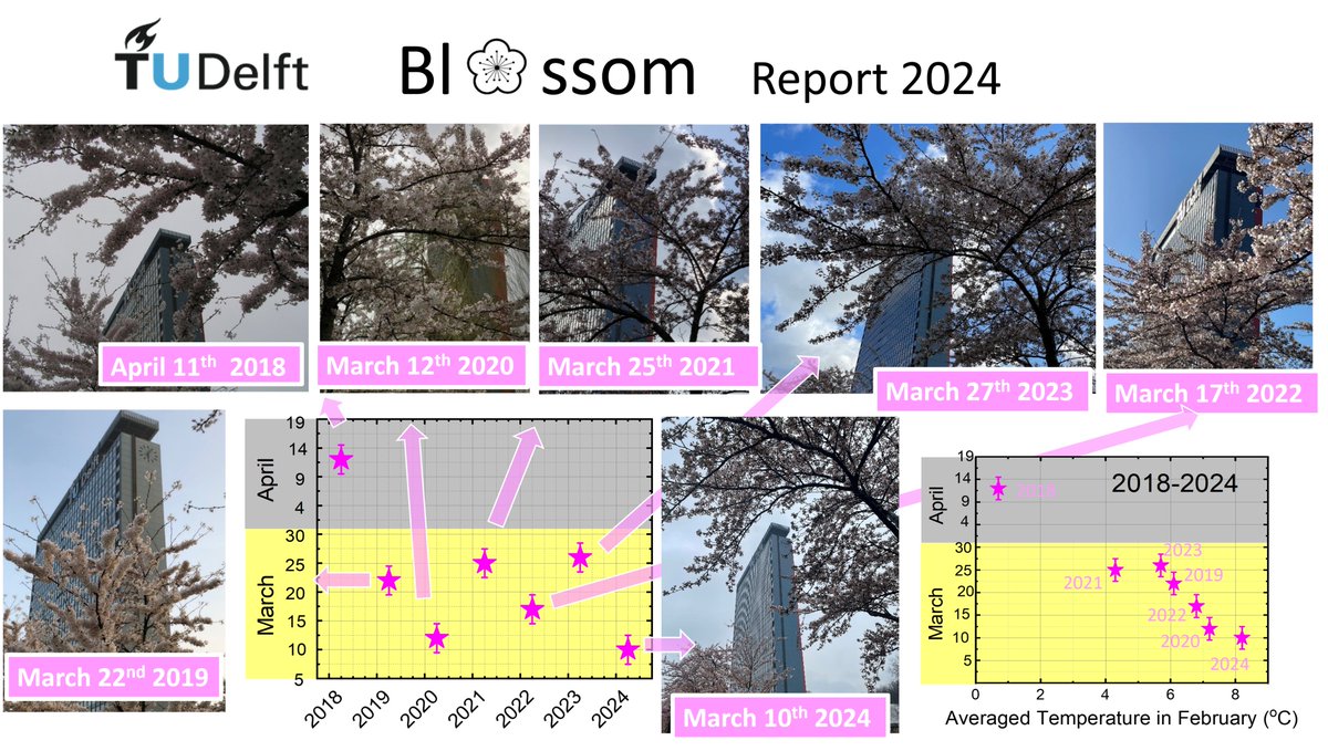 My annual Oranda no Sakura update (オランダの桜のアップデート): with the warmest February in the Netherlands (avg. 8.2 degree Celsius) since measurements started in 1901 we have the earliest cherry blossom on the Delft campus (9-11 March) since my measurements started in 2018!