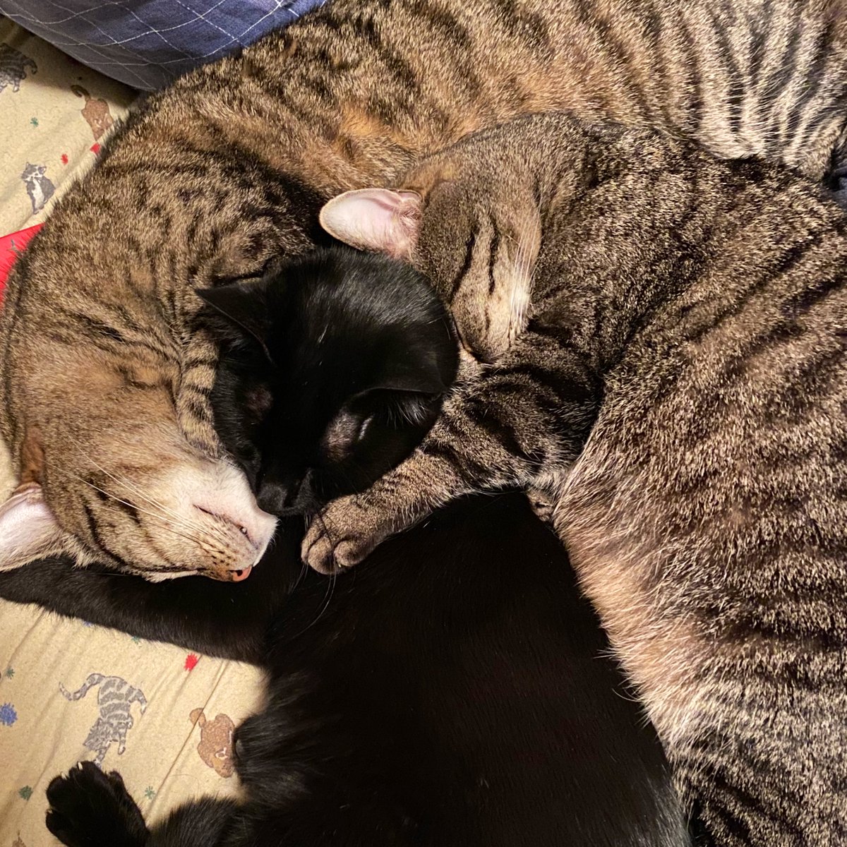GeneralCattis's tweet photo. It’s #NationalNappingDay—a holiday celebrated by felines year round—so I’ve planned extra napping time for everyone in the Fort Cattis battalion. It’s also the human’s birthday and since they’re 867 (in cat years), they probably need a nap more than all of us…
#MondayMorning https://t.co/4Jrlks3xL3