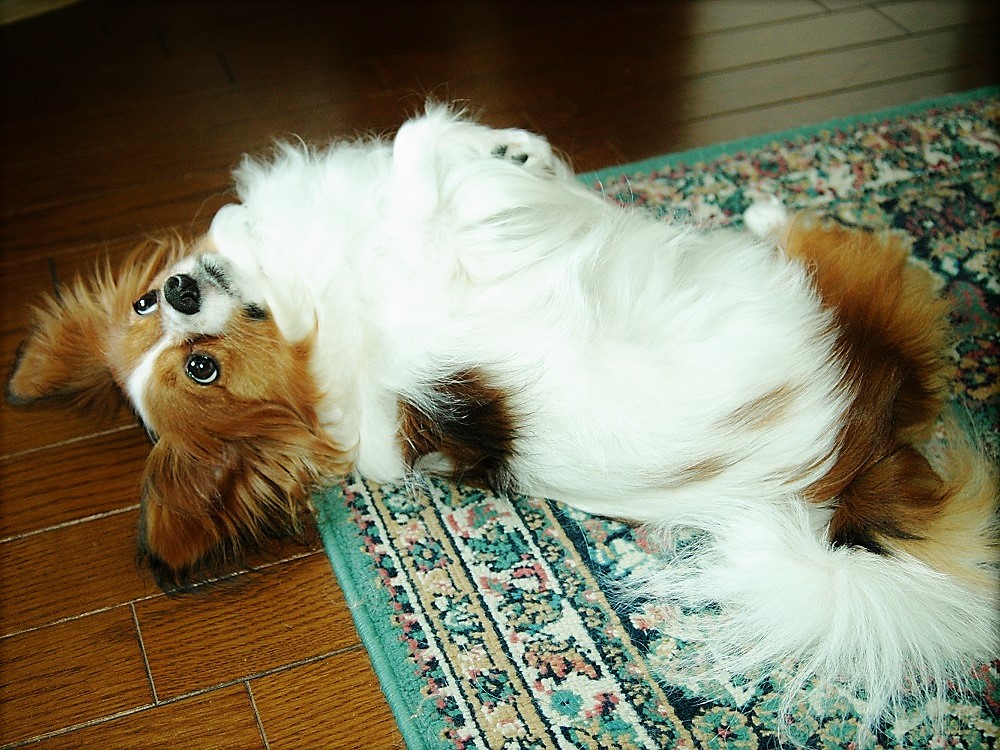 うさ＊時々かえたん tweet media