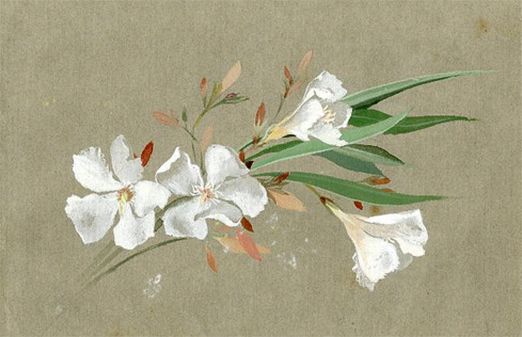 Lilias Trotter's exquisite little gouache paintings open.substack.com/pub/jamesgurne…