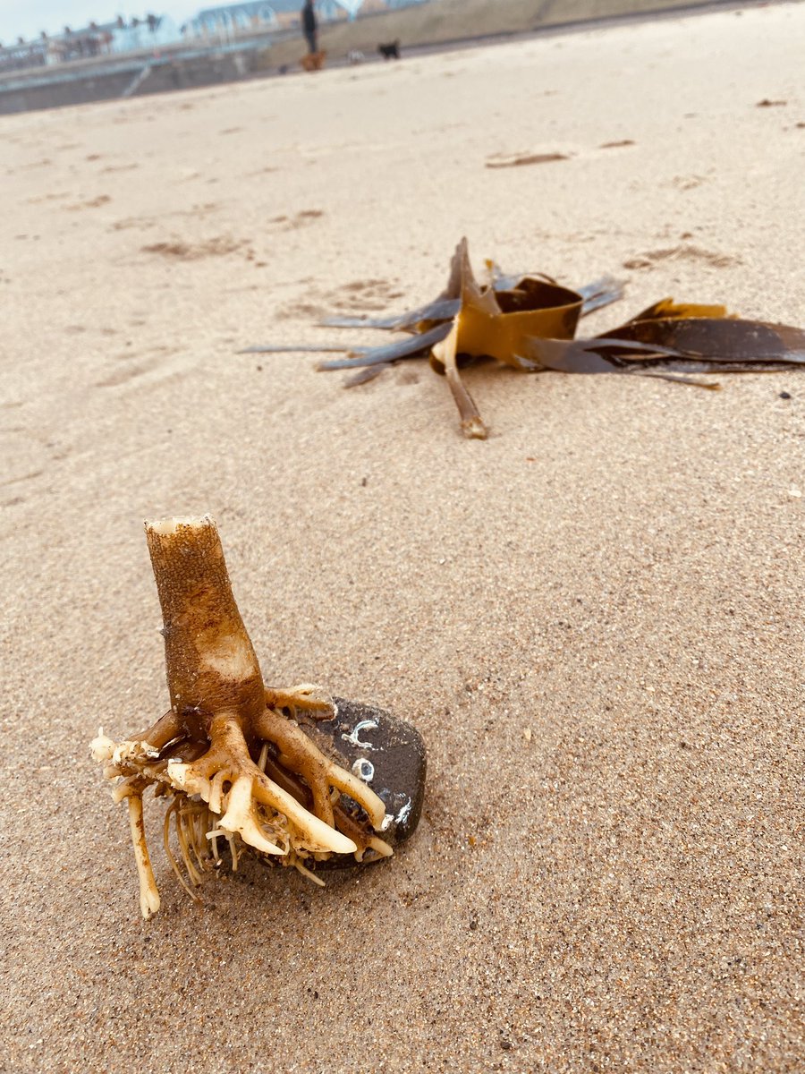 Rockpoolschool1's tweet image. Super quick rockpool ramble/beach combing this morning 🌊🦀 🐚 
#rockpoolramble #rockpooling #limpets #shorecrab #breadcrumbsponge #butterfish #kelp #whitleybaybeach