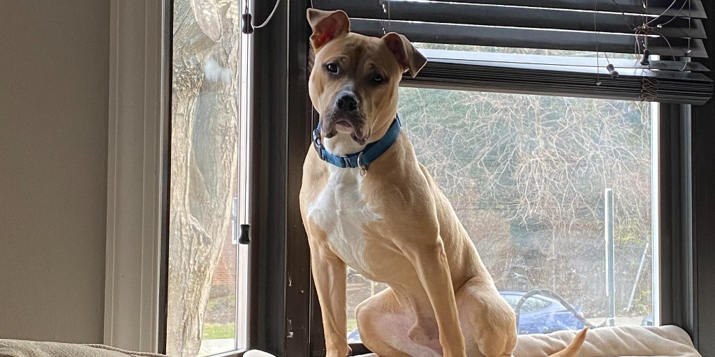 Meet Nyle, our @WTOP Pet of the Week! Nyle has a passion for cuddling and doesn’t understand personal space. Who needs it when there are laps to snuggle into? This aspiring lapdog is a social butterfly who adores people and dogs. Learn more: humanerescuealliance.org/dogs