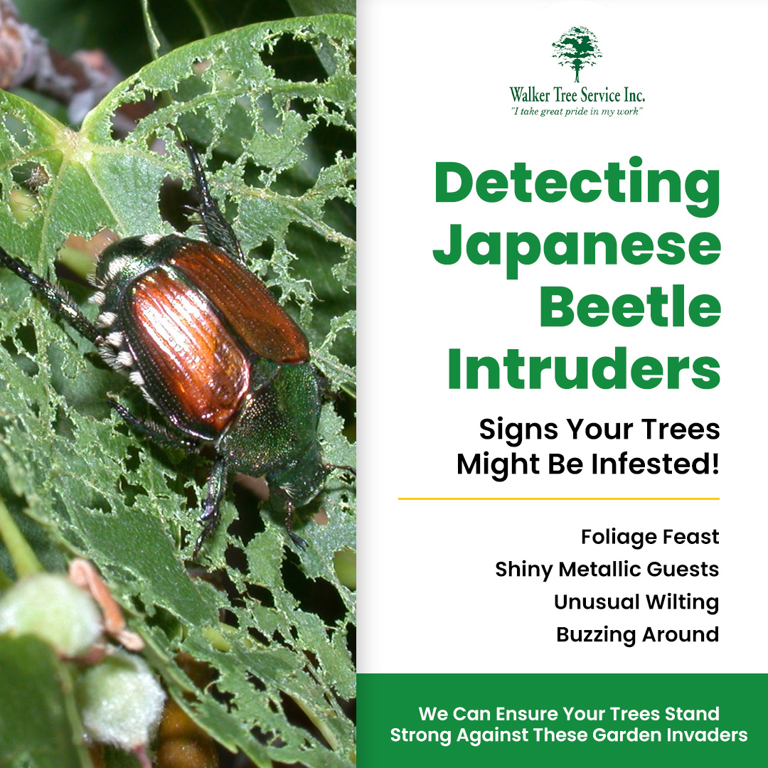 TreeWalker's tweet image. Detecting the presence of these intruders early on is crucial to safeguarding the health and beauty of our cherished trees. We stand ready to assist you in protecting your trees and preserving the natural beauty of our community.
#WalkerTreeService #JapaneseBeetleDetection #Tree