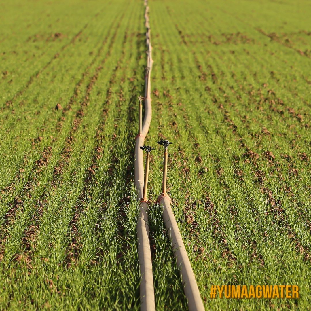 Using sprinkler irrigation to germinate durum wheat crops in Yuma can save significant amounts of water and produce more uniform stands, contributing to sustainable water management practices in the region. #yumaagwater💧