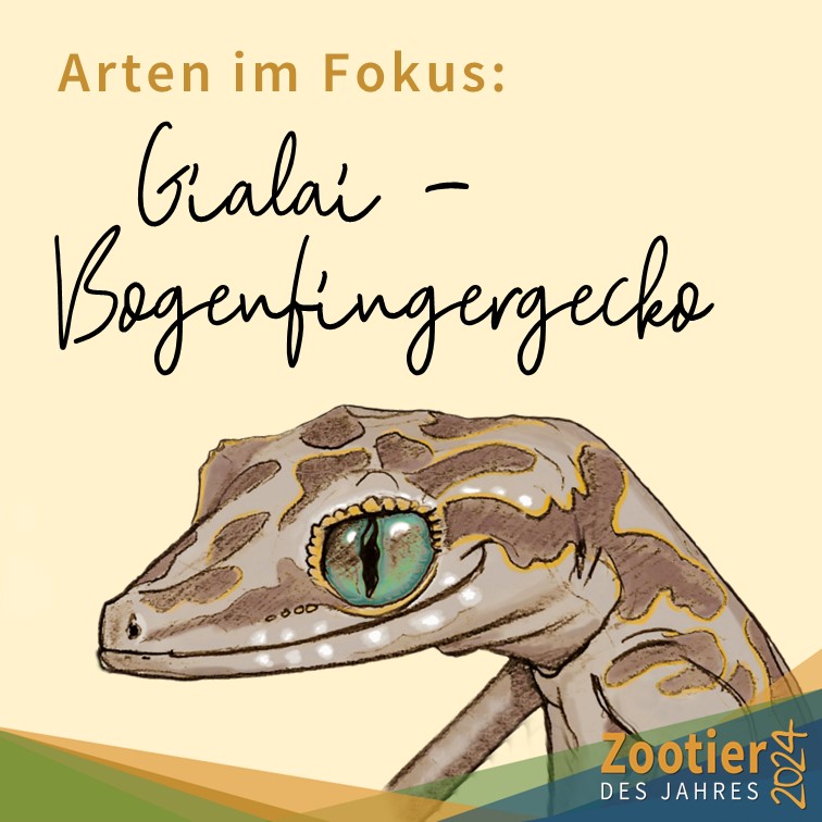 Arten im Fokus der "Zootier des Jahres" - Kampagne 2024: Gialai-Bogenfingergecko
C. gialaiensis wurde erst 2017 entdeckt und ist nur von zwei Fundorten in der Provinz Gia Lai bekannt. Die Art wird in der Roten Liste der IUCN als vom Aussterben bedroht eingestuft.