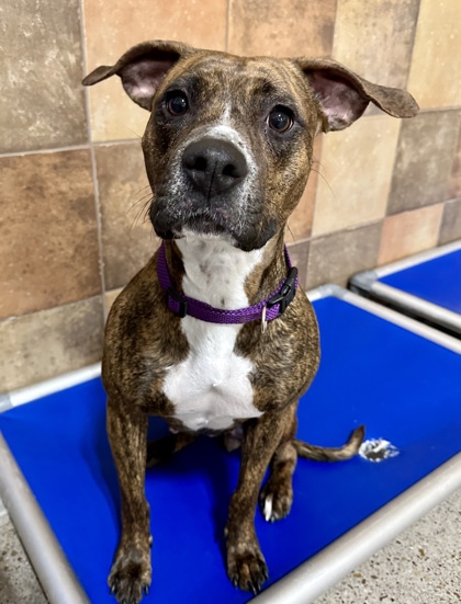 Princess is a stinking unicorn 🦄 you guys! She is potty trained, small kid friendly, and not just dog friendly, but small puppy friendly!!! This dog is the whole package, she just needs someone patient who is ready and willing to help her bloom 🌻🦋