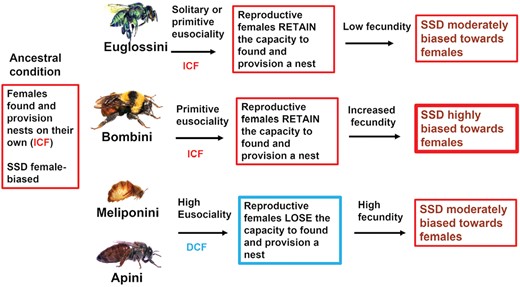 Phylogenetic analysis of corbiculate bees suggest they do not follow Rensch's rule, indicating selective pressures linked to the evolution of sociality may constrain the evolution of large body size! Read more below 👇🐝 academic.oup.com/biolinnean/art… @LinneanSociety @OxfordJournals