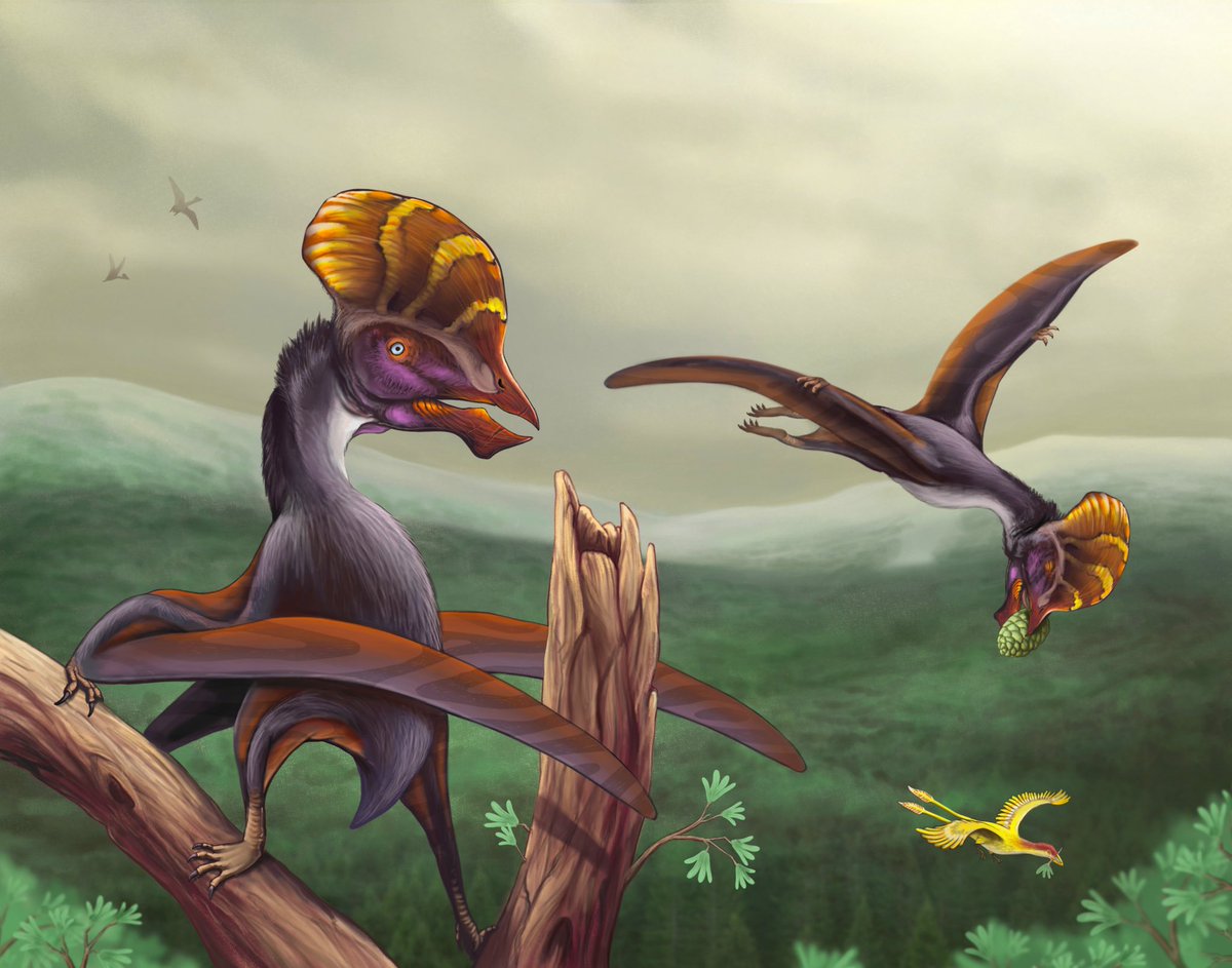 An illustration of Tapejara wellnhoferi. Two #pterosaur specimens traveled from the coast to forage for food in a Cretaceous conifer forest—one specimen rests on a ginkgo tree. 

This is my first time depicting #pterosaurs! ✨

#sciart #paleoart #paleontolgy