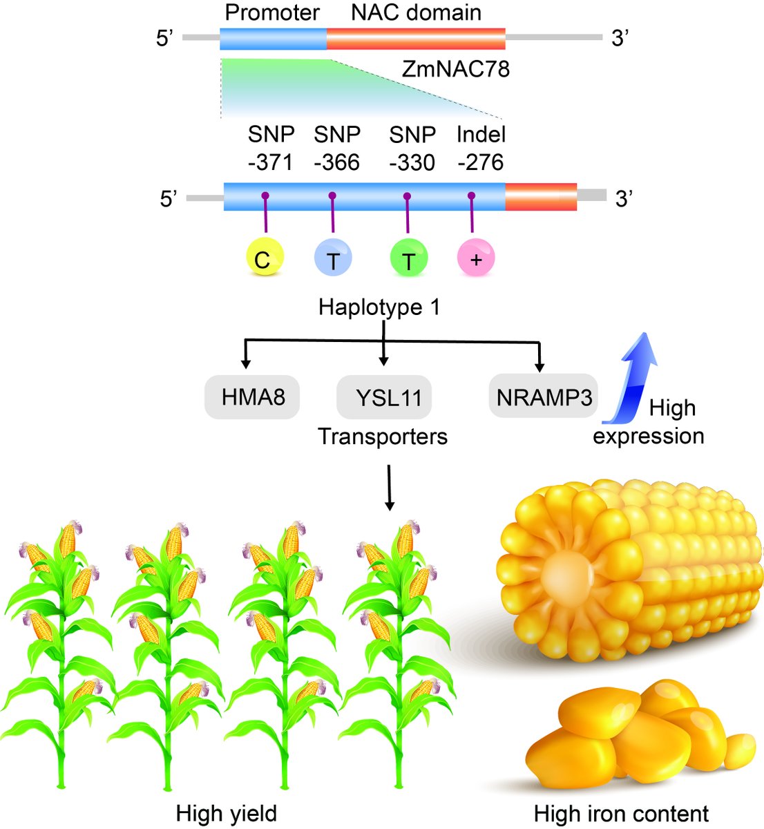 Is this a #corn-y post? 🌽🌽You bet!🌽🌽 #Micronutrient deficiencies affect more than 2B people. Here, @sunil_biotech discusses the potential of #biofortification in crops like corn to combat #iron deficiency. onlinelibrary.wiley.com/doi/10.1111/ji… @wileyplantsci #JIPB #CropSci #agriculture