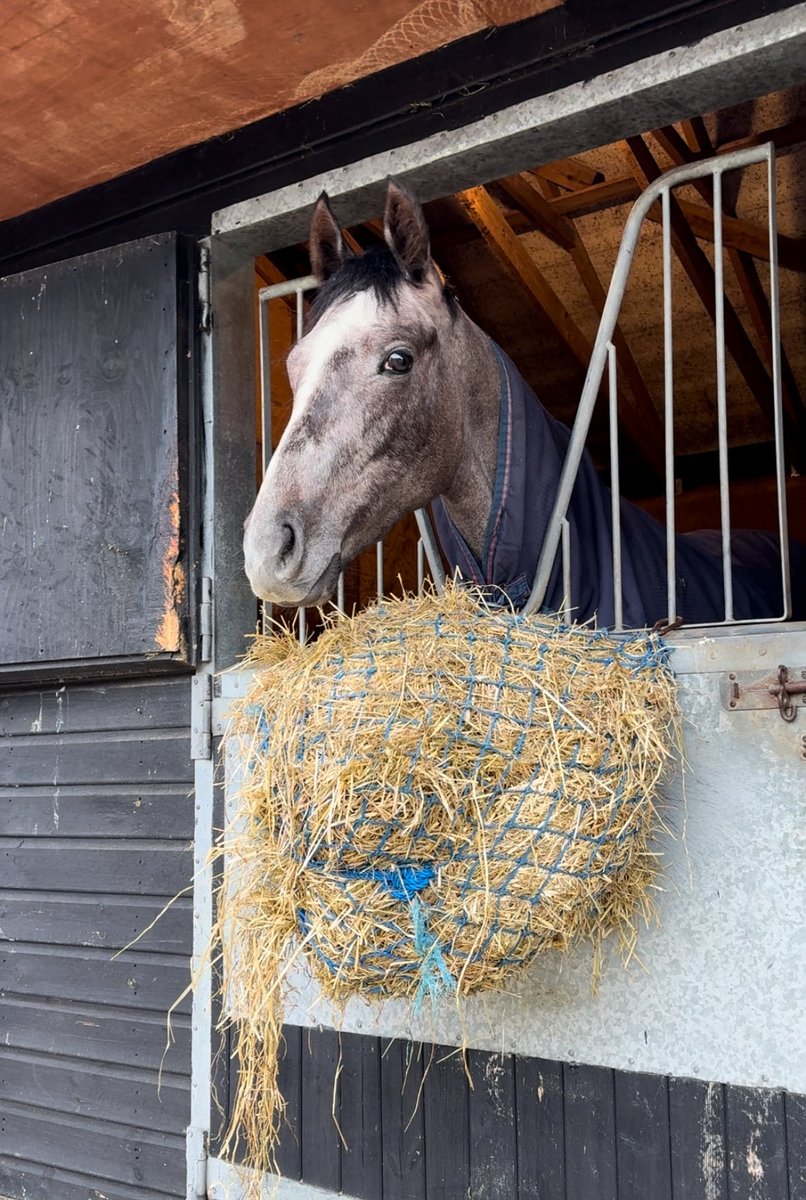 patowensracing's tweet image. What a stunning 🤩 filly. ⁦@E1eonoraGonzaga⁩ for ⁦@TPRacingSynd⁩. Training super &amp;amp; exciting times ahead. Get involved with a great team &amp;amp; let’s enjoy some fun &amp;amp; successful days at the races this season. ⁦@patowensracing⁩ #FinishFastFinishFirst