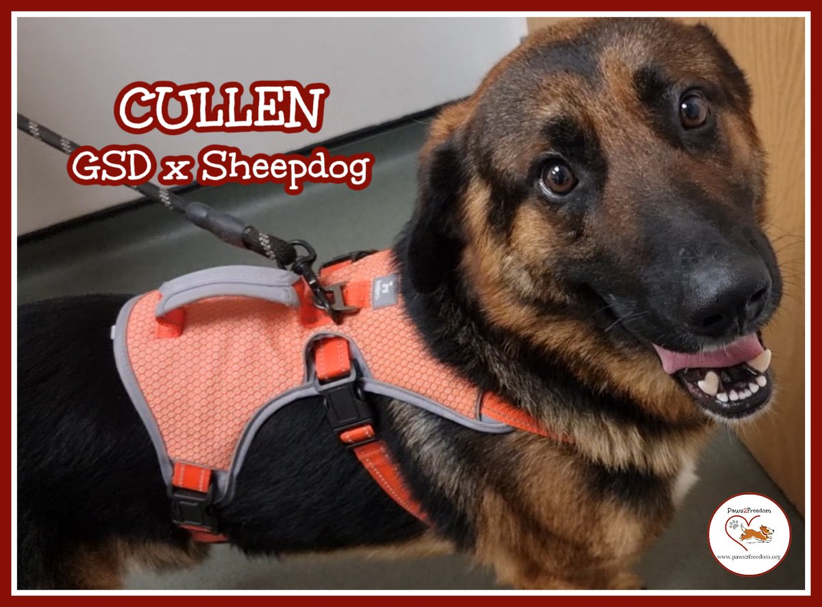 Paws2Freedom's tweet image. URGENT FOSTER SHOUT! Cornwall/Devon! Can you open your home to Cullen, a sweet and friendly pup who's  struggling in boarding kennels and desperately needs a foster home, URGENTLY.  facebook.com/media/set?set=… paws2freedom.org/contact #dogrescue #dogfoster #Cornwall #Devon