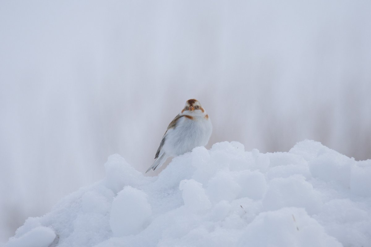 When the snow falls, the snow buntings come out to play! This snow bunting was seen at the National Elk Refuge in Wyoming. These cuties are ground dwellers, so you'll find them hopping around in search of seeds to eat. Photo: @USFWS