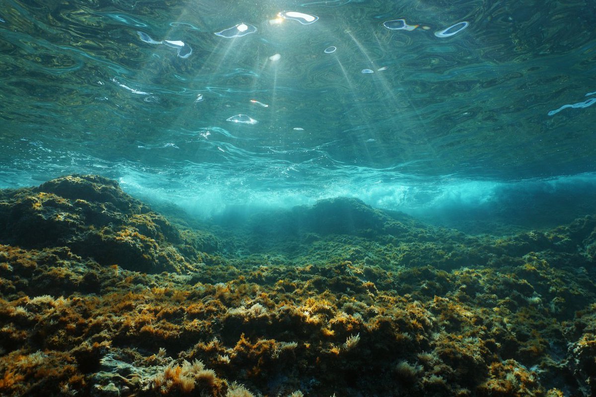 Una simbiosis marina abre la puerta a comprender mejor nuestras células. El @ICMCSIC muestra una simbiosis entre una cianobacteria y una microalga que evolucionaría de forma similar a como lo hicieron las células eucariotas hace millones de años. ➡️tiny.cc/g39jxz