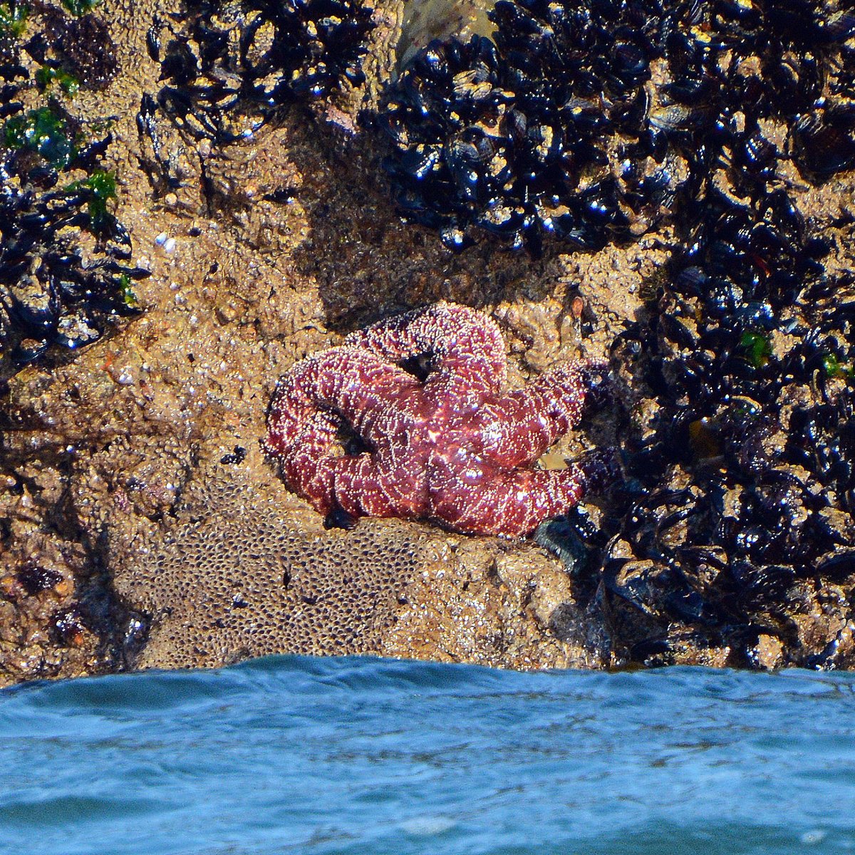 Channel Islands NPS tweet media