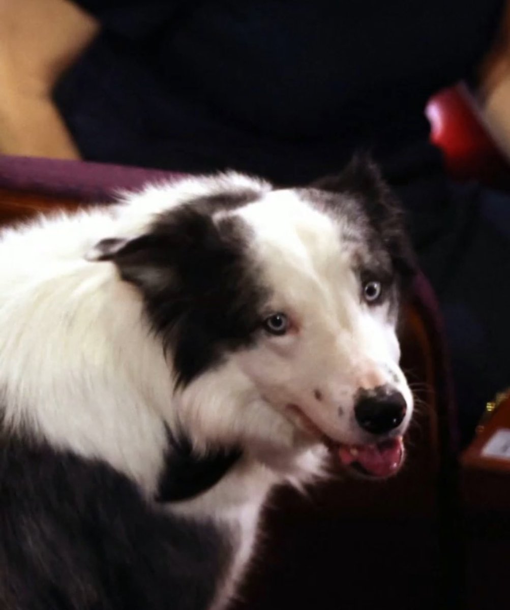 CutyGiuly's tweet photo. Questo è il cane del film Anatomia di una caduta.
Userò questa immagine per farmi forza nei giorni più duri, perché se questo cane è  sopravvissuto a tutta la produzione del film TU PUOI FARE TUTTO. RICORDA. TU PUOI! #mentore https://t.co/5LIhl67xQg