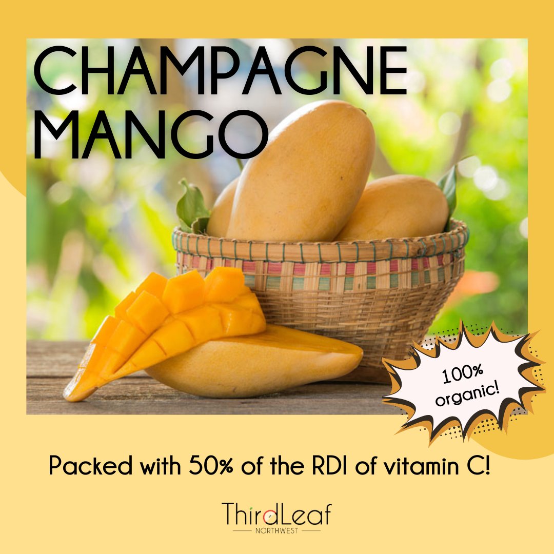 ThirdLeafNW's tweet image. Snack or dessert? How about both! Champagne mangoes are notoriously sweet and packed with flavor along with many essential vitamins and nutrients. Learn more on our blog, The Weekly Slice, located at the link in our bio.

#champagnemangoes #mangovarieties #springfruits