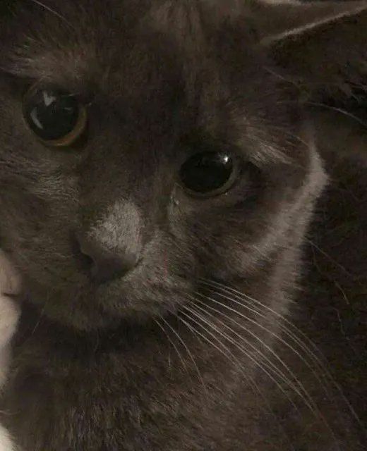 Why you should have a cat (@shouldhavecat) on Twitter photo 