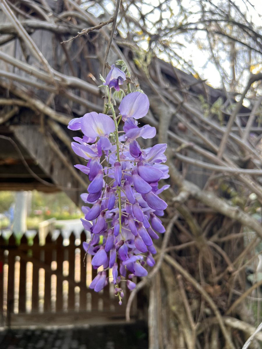 LauraPlantation tweet media