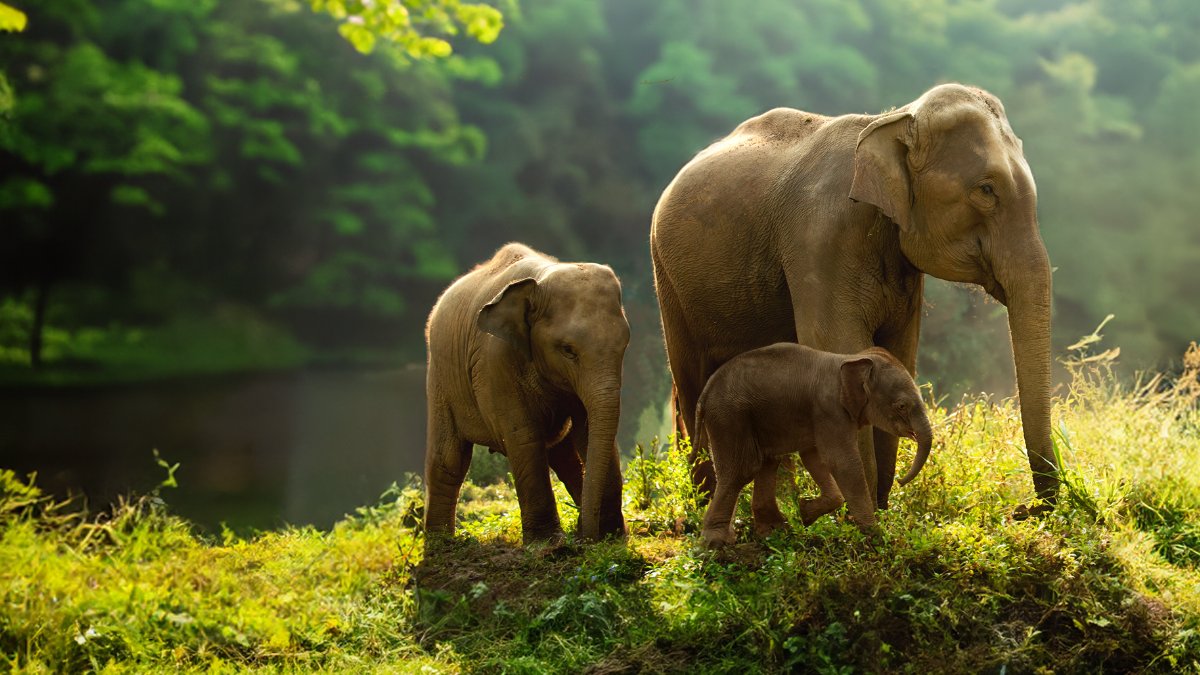 🐘 Aziatische olifanten leven samen in hechte familiekuddes. Daarin neemt vaak het oudste vrouwtje de leiding, zij zorgt als matriarch samen met haar familie voor de olifantenkalfjes. De onervaren moeders worden gesteund tijdens de bevalling en het grootbrengen.