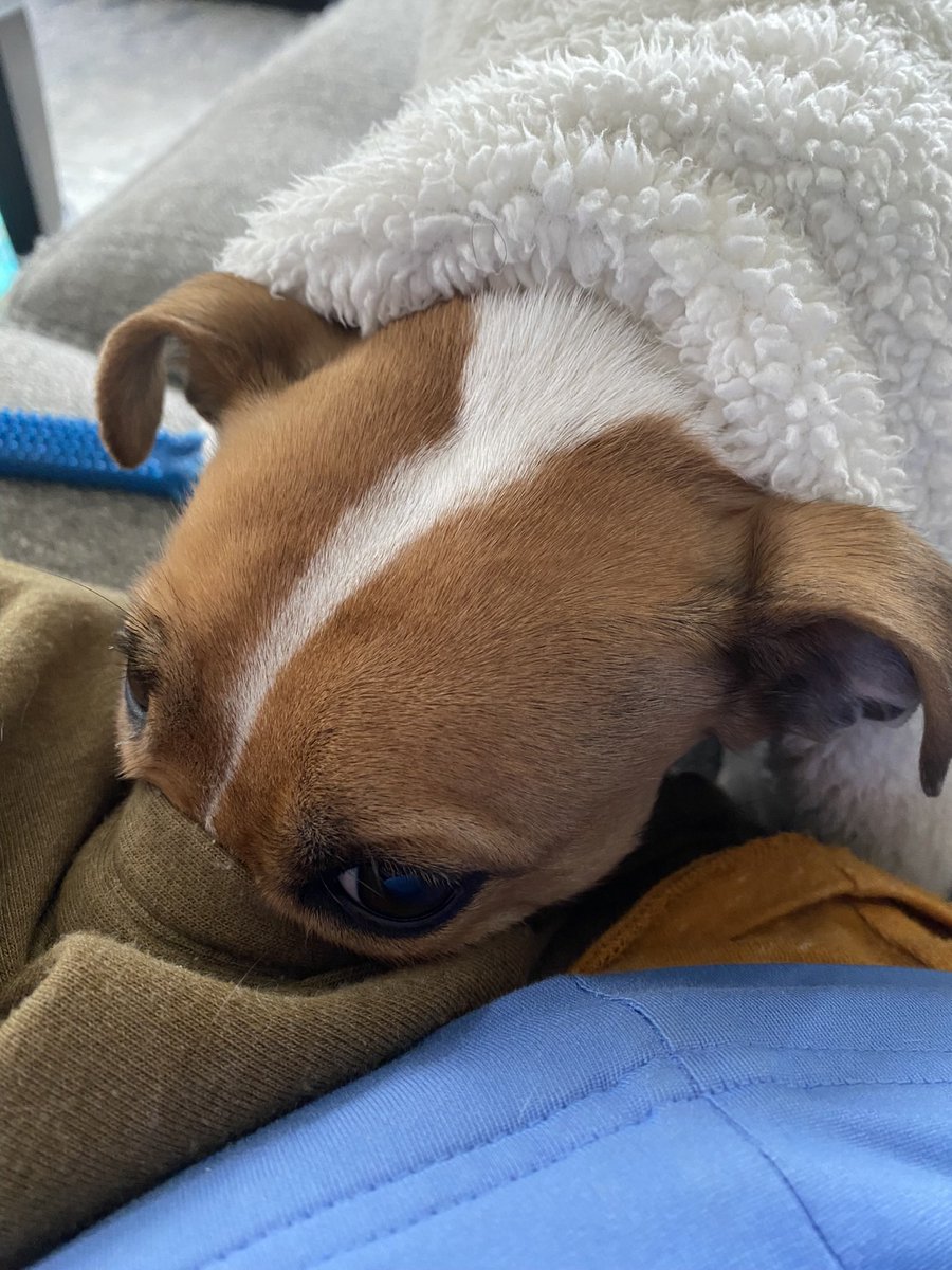 BelleLBear's tweet photo. #DaylightSavingsTime #UGH #WhatTimeIsItREALLY #MondayMood #dogsofX #dogsoftwitter #zshq ๐ด๐ด
So what if the clock is set ahead?? I am so BEHIND โฆ ๐ด#BabyBea๐ด https://t.co/Rq2uoK3AgL