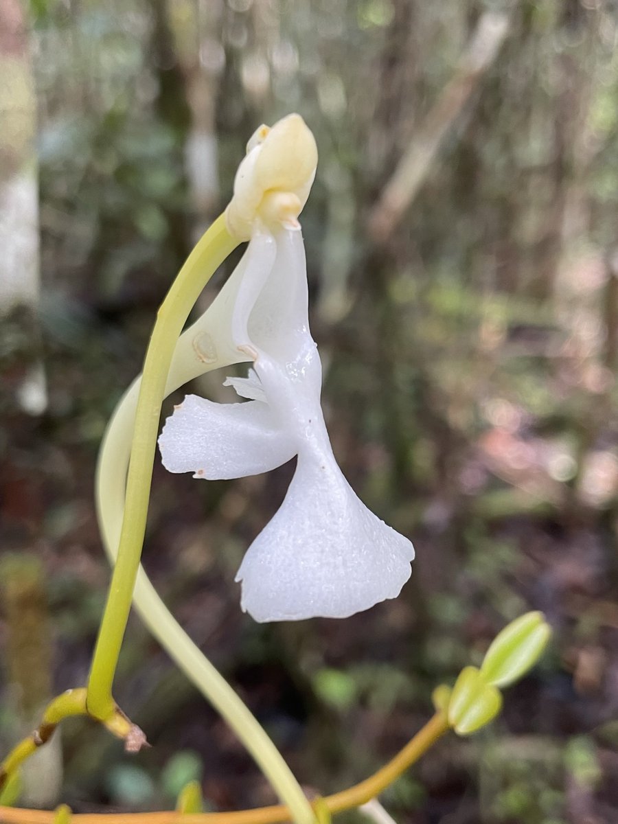 Very excited for the newest #orchid from #Madagascar described today! The first species from Solenangis on the island and what a beauty with the third longest spur of all #angiosperms