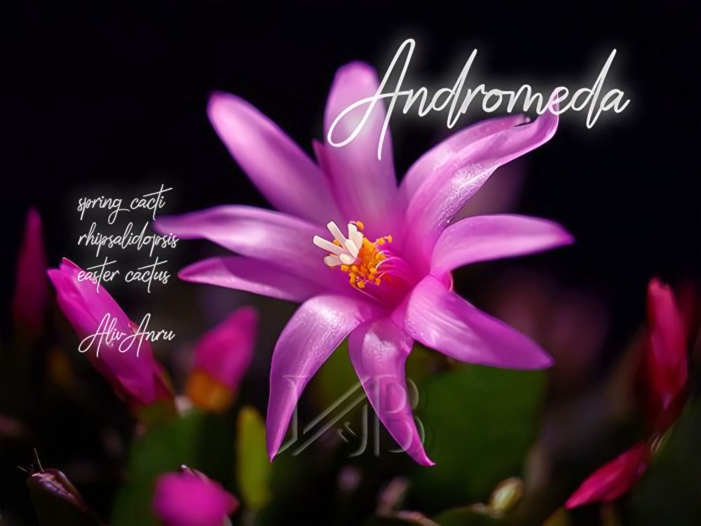 In the heart of Spring, the delicate petals of #Rhipsalidopsis ANDROMEDA—FromMyCollection bloom like a constellation of pink-lavender stars, shining brightly on the greenery of an #Easter #cactus. A true wonder of #nature, a spectacle worth celebrating during the Whitsun #Holiday