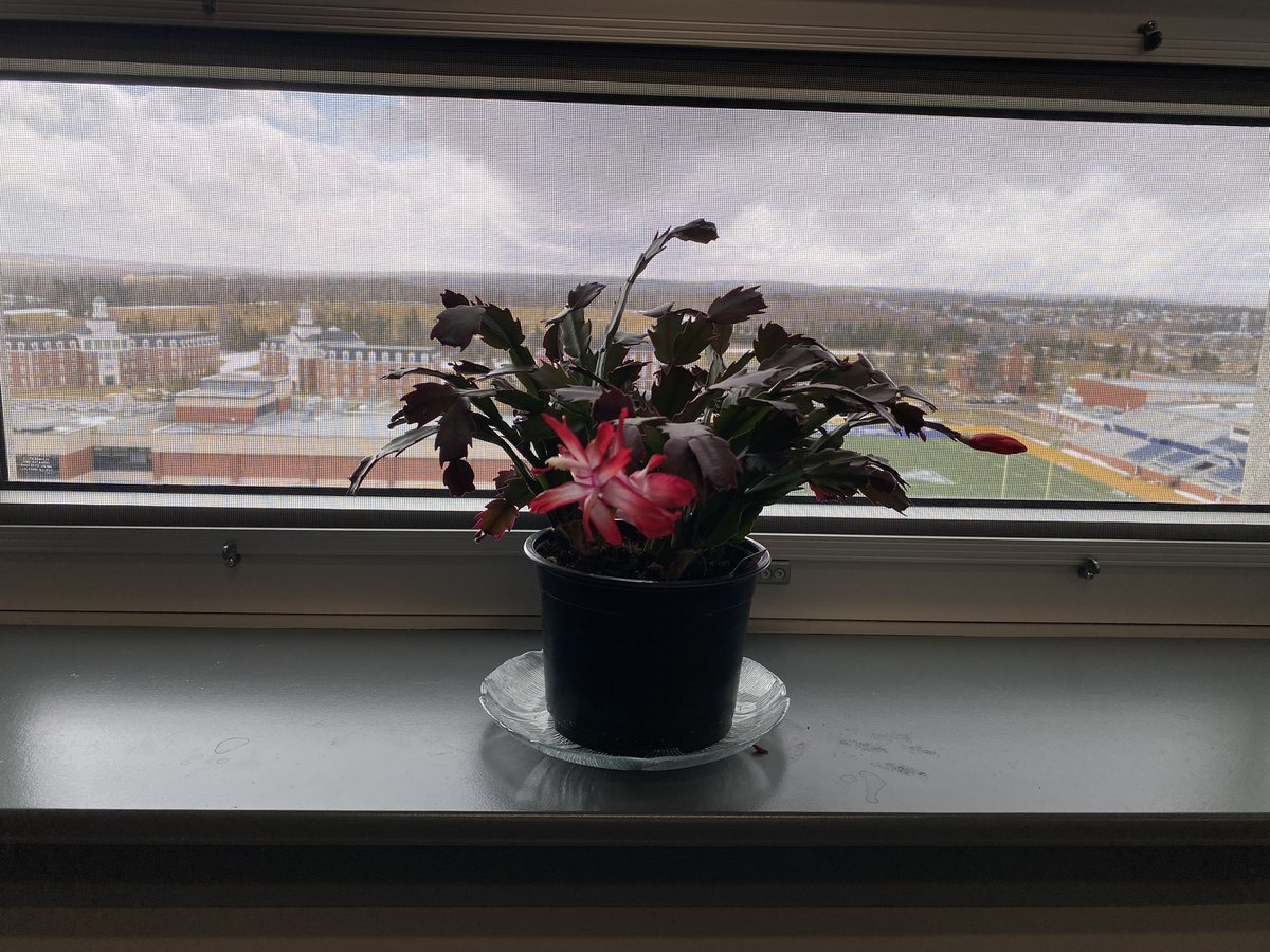 Amanda Cockshutt tweet media