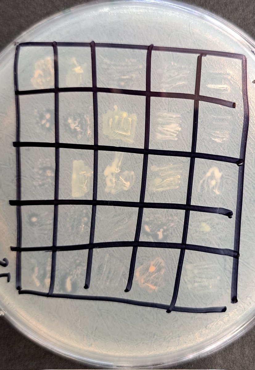 GermJuggler's tweet photo. Some promising candidates for antibiotic production in this year's #TinyEarth projects! https://t.co/Ov48JhEGjY