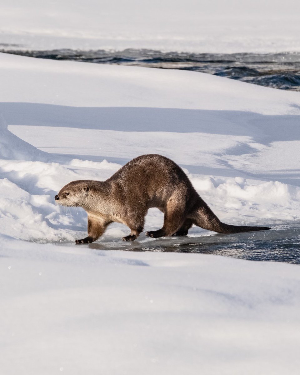 YellowstoneNPS tweet picture