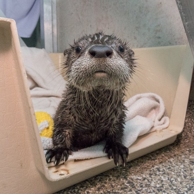 OregonZoo's tweet image. Happy Monday after daylight saving time