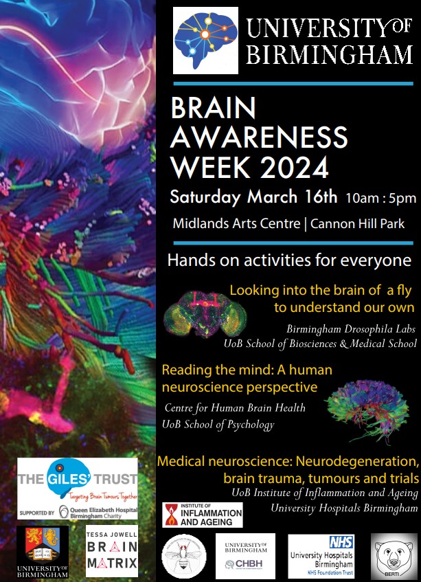 It's #BrainAwarenessWeek🧠 Researchers from @unibirmingham will be at The Exchange on Centenary Square and the @mac_birmingham. There'll be various activities for all ages to get those neurons fired up! 📅16 March More info: bit.ly/UoBBAW2024 #UoBBAW #CHBHEvents